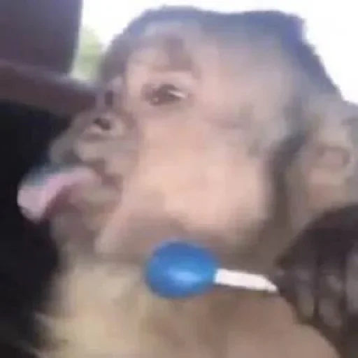 enfant, un singe, chimpanzés, singes, dents de chimpanzés
