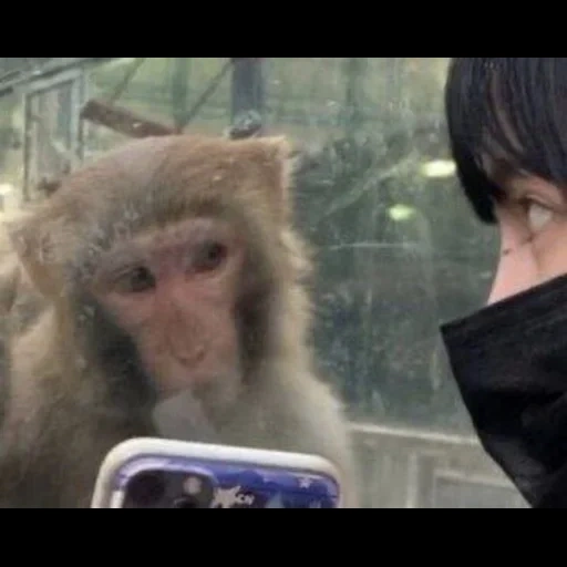 обезьяна, мем обезьяна, обезьянка факом, обезьяна макака, человек похожий обезьяну