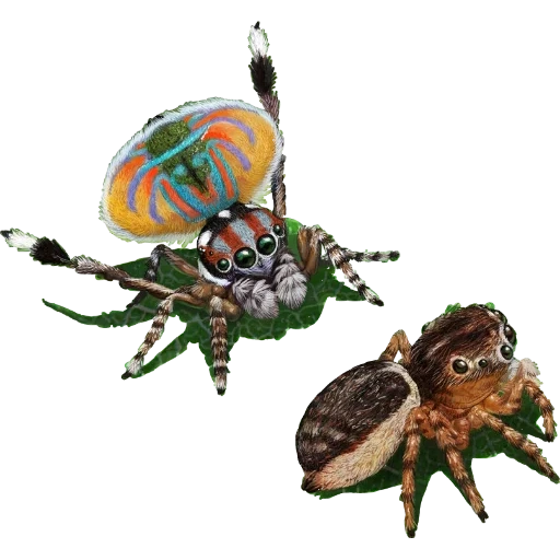 araña, peacock araña, araña de pavo real, hermosa araña, spider maratus speciosus