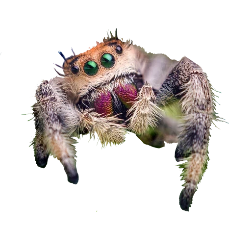 паук, паук скакун, милые паучки, кошмарный паук, улыбающийся паук