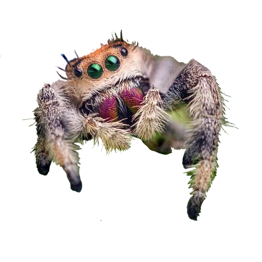 spider, spider horse, lovely spider, nightmare spider, smiling spider