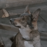cão, o cachorro é gentil, um cachorro especial, cruz incomum de cachorro barbos, moonshine film 1961 cachorro