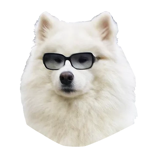 cane samoye, samoyeka, cane samoye