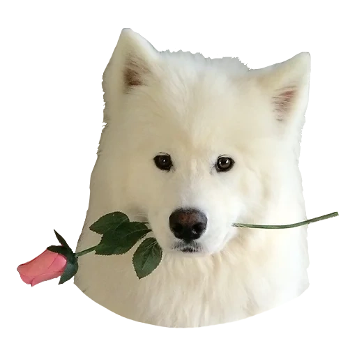 laika samoyed, samoyed like, samoyed kecil, anjing samoyed, siberia seperti samoyed