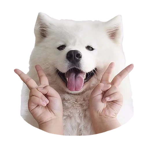 samoyed, laika samoyed, samoyed like, samoyed dog