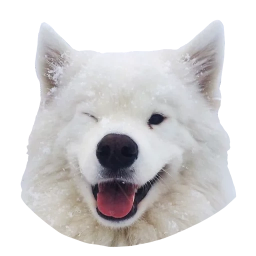 samoyé, samoyed est blanc, chien samoyed, chien samoyé, samoyed comme blanc