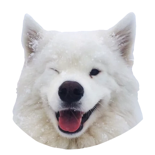 samoyed, samoyed berwarna putih, anjing samoyed, anjing samoyed, samoyed seperti putih