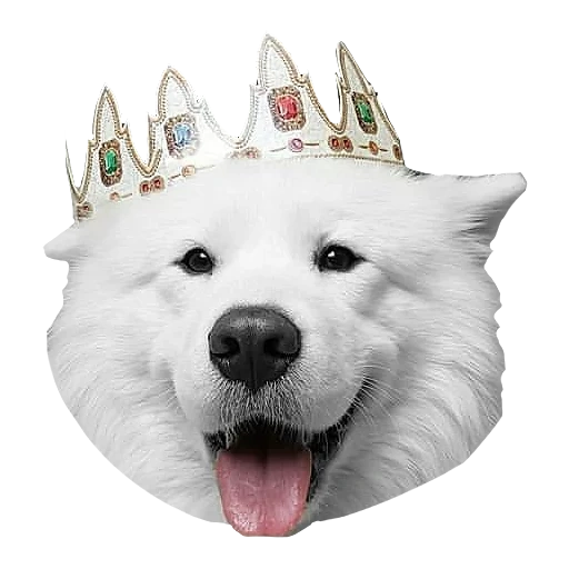 samoyed, dog samoyed, samoyed like, samoyed dog, t shirt samoyed dog