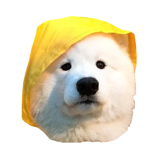 der hund, akita inu, der samojet, der hund mit weißem hut, hundehelm gelb