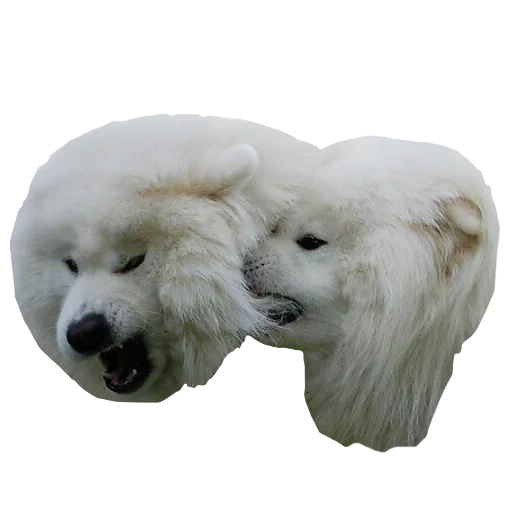 samoyed like, anjing samoyed, anak anjing samoyed, anjing samoyed laika, aurora poodle classic toy 0670/2