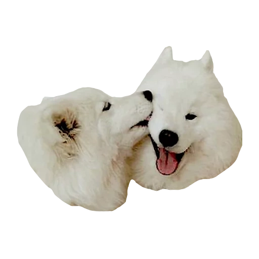 two samoyed, laika samoyed, samoyed like, samoyed dog, dog samoyed laika