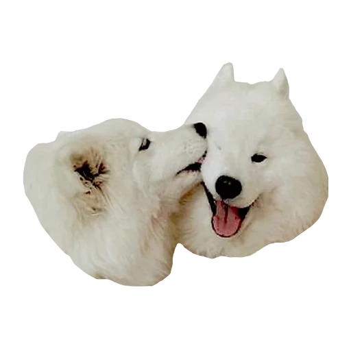 dois samoiados, laika samoyed, samoiou como, cachorro samoied, cachorro samoiou laika