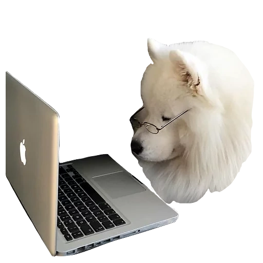 samoied, o cachorro atrás do computador, cachorro samoied, cachorro samoiou laika