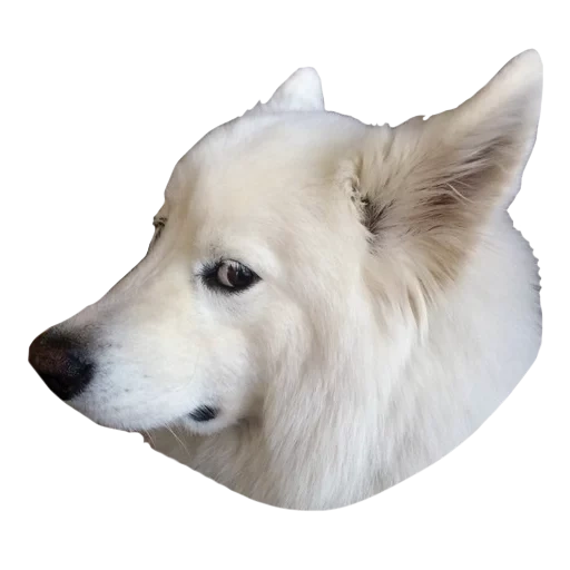 samoyed, laika samoyed, anjing samoyed, anjing samoyed laika, anjing eskimo kanada