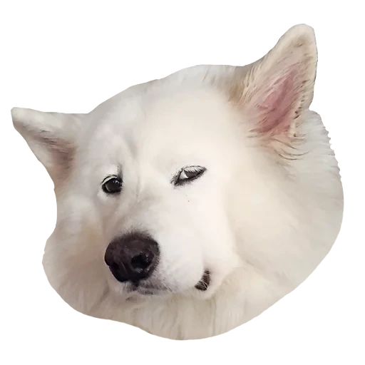 samoyed, samoyed dog, american akita is white