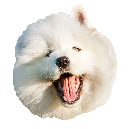 samoyed, samoyed spitz, anjing samoyed, samoyed like, anjing samoyed