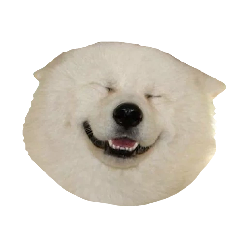 dog, samoye, samoyed dog, der samojet