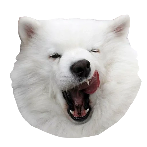samoyé, samoyed blanc, chien samoyé, samoyed comme, chien samoyé