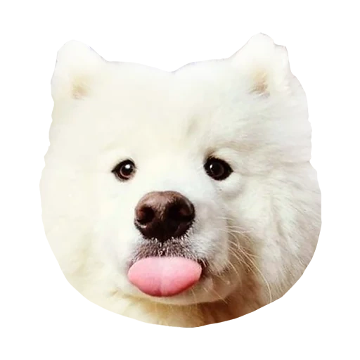 laika samoyed, samoyed like, anjing samoyed, samoyed husky marah, anjing samoyed laika