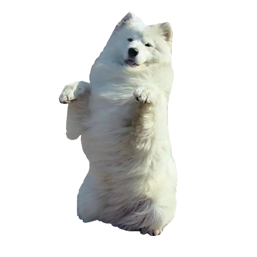 samoyed, oso polar, samoy como blanco