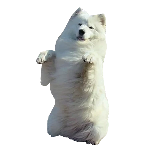 samoye, der eisbär, samojeleka weiß