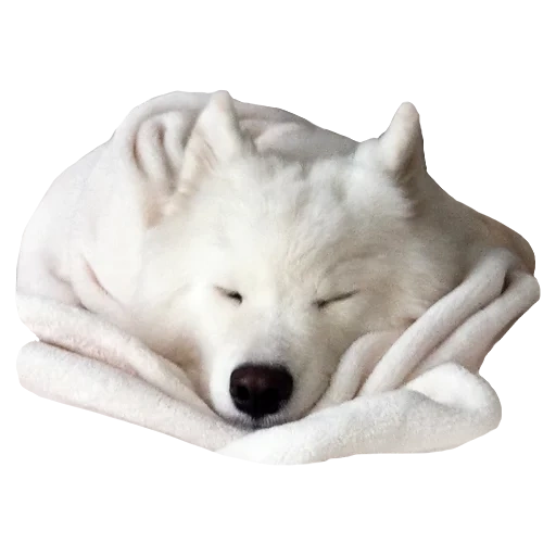 samoyed sleeps, samoyed dog, samoyed husk is sleeping, samoyed like blue eyed