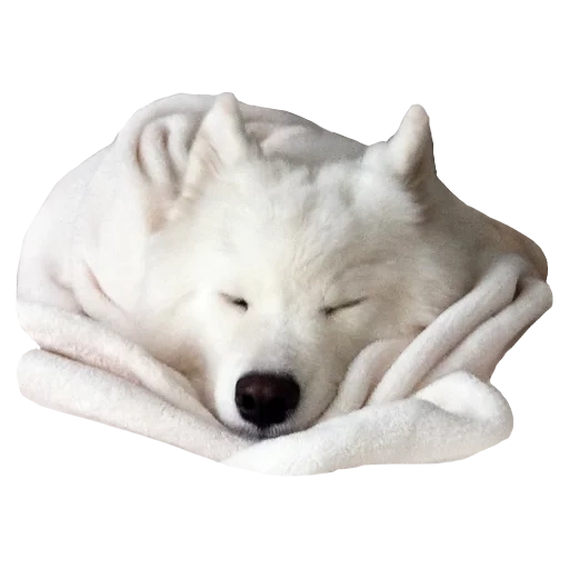 samoyed dorme, cachorro samoied, samoyed husk está dormindo, samoiou como azul ed