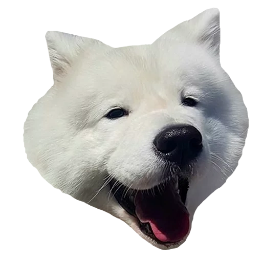 samoyed, samoyed dog, samoyed dog, dog samoyed laika