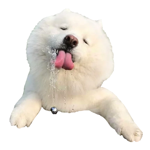bishon dog, bishon with a white background, puppies bishon frieze, bishon frieze dog, bishon frieze breed