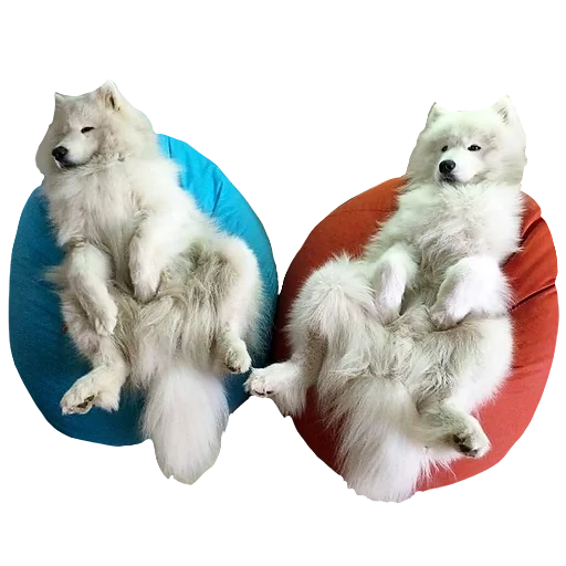 samoyé, chien samoyed, samoyed comme, chien samoyé, dog samoyed laika