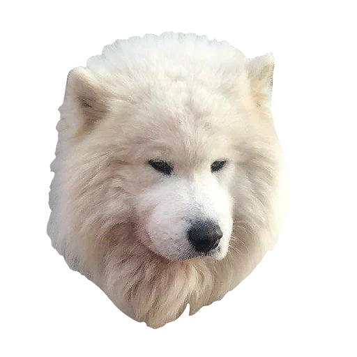 samoyed, samoyed sos, samoyed like, anjing samoyed, anjing samoyed laika