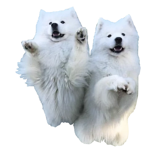 samoyed, puppy samoyed, samoyed like, anjing samoyed, samoyed seperti putih