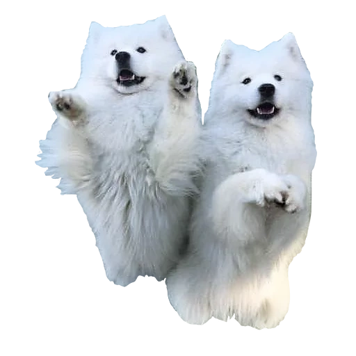 samoyé, chiot samoyé, samoyed comme, chien samoyé, samoyed comme blanc