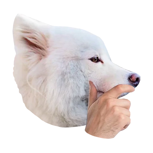 samoyed, ras anjing, anjing samoyed, samoyed like, anjing samoyed