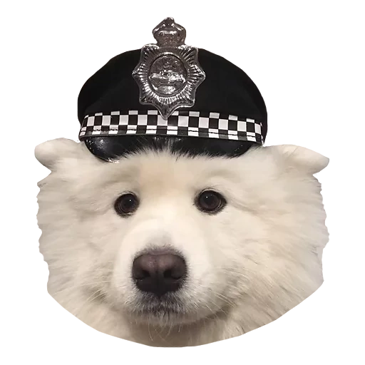 samoyed, anjing samoyed, ambil anjing itu, samoyed like, anjing samoyed