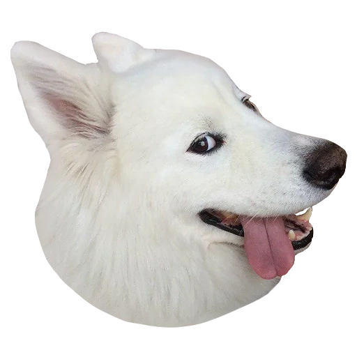 husky welpen weiß, husky dog white, hund halb kopf weiß, verdünnt gefärbtes husky white, weißer sibirischer husky mit braunen augen