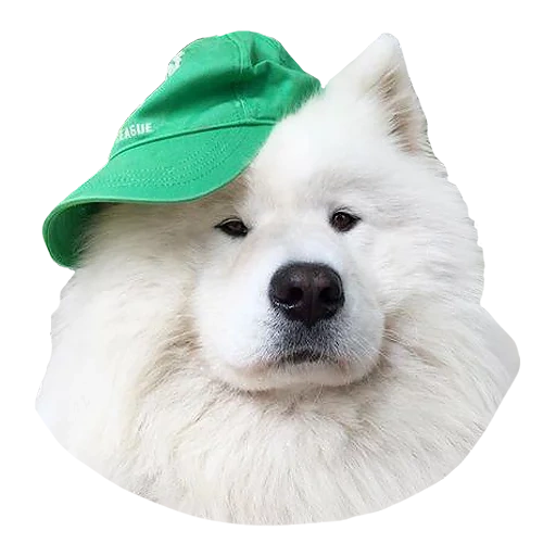 samoyed, perro samoyed, perro samoyed, samoyed mayapolarbear, perro samoyed laika