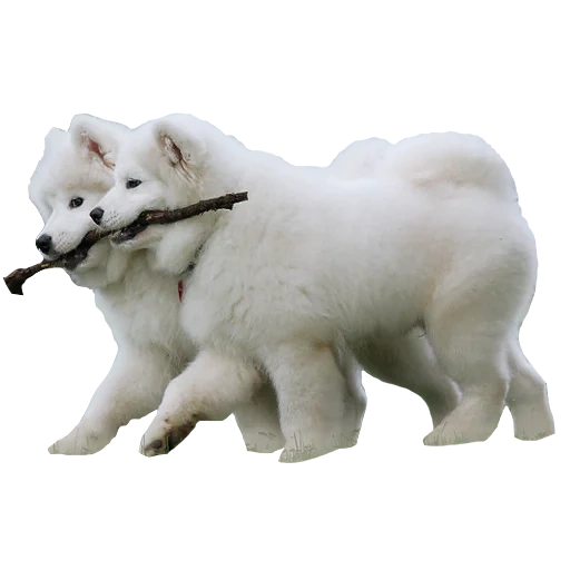 samoyed, cachorro samoyed, samyed como, perro samoyed, perro samoyed laika