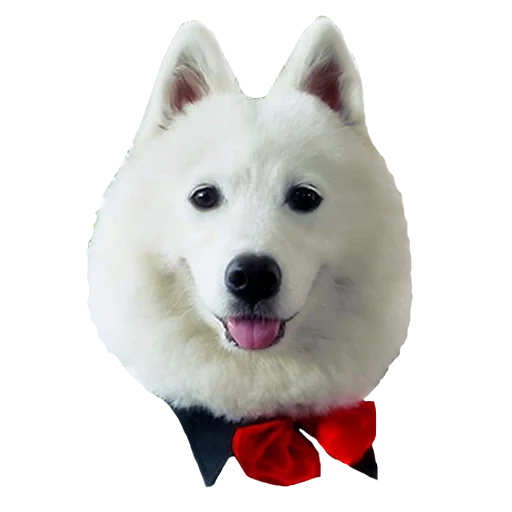 chien samoyé, samoyed comme, chien samoyé, le chien est rouge, dog samoyed laika