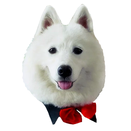 anjing samoyed, samoyed like, anjing samoyed, anjing itu merah, anjing samoyed laika