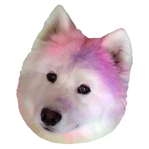 samoyeds are pink, samoyed painted, samoyed like, samoyed dog, canadian eskimo dog