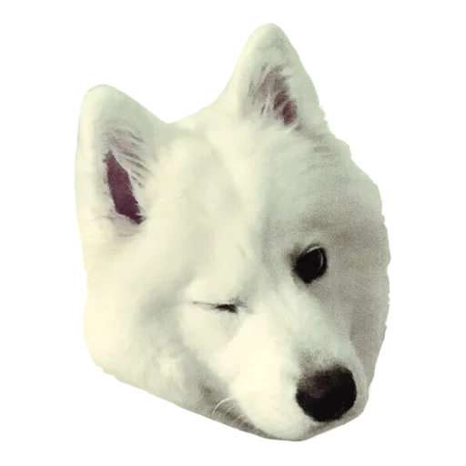 chien samoyed, samoyed comme, chiot mignon est blanc, chien samoyé, dog samoyed laika