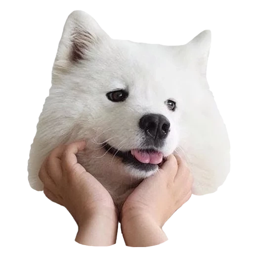 samoyed, laika samoyed, perro samoyed, perro samoyed, perro samoyed laika