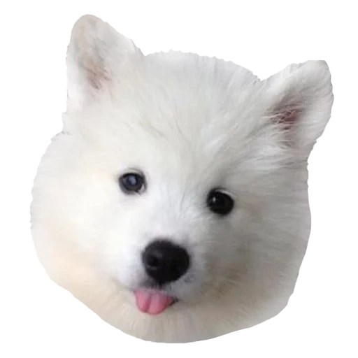 samoyed, samyed como, perro samoyed, a samoyed le gustan los cachorros, perro samoyed laika