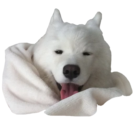 samoyed, samoyed sleeps, samoyed like, samoyed dog, dog samoyed laika