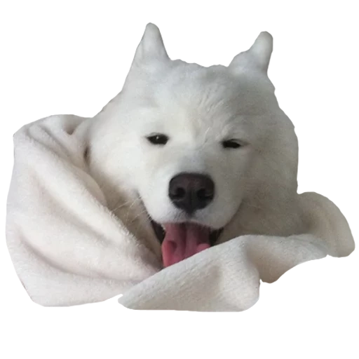 samoyed, samoyed tidur, samoyed like, anjing samoyed, anjing samoyed laika