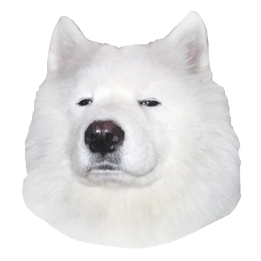 samoyed, samoyed like, samoyed dog, fluffy husky samoyed, siberian like samoyed