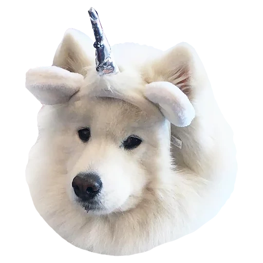 cane, cani akita, cane samoye, samoyeka, cane samoye