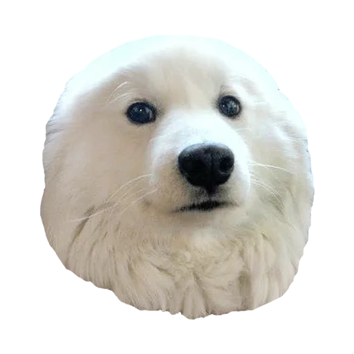 cane samoye, samoyeka, cane samoye, cucciolo cane samoye, ai cani samoye piace