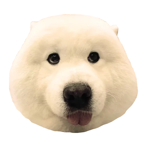 samoyed, anjing samoyed, samoyed labrador, anjing samoyed, anjing samoyed laika